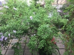 Сдаю 5-к квартиру (170 м²) в Бишкеке