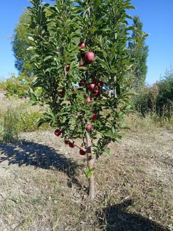 Продаю 15-к дом (511 м²) в Бишкеке
